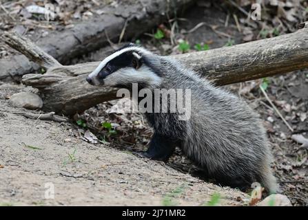 01 mai 2022, Brandebourg, Sieversdorf: Un jeune blaireau européen (Meles meles) peut être vu à l'entrée de la terrier. Le prédateur nocturne appartient à la famille des martres. Le blaireau vit principalement dans la forêt, où il construit ses vastes terriers principalement sur des pentes. Photo: Patrick Pleul/dpa/ZB Banque D'Images