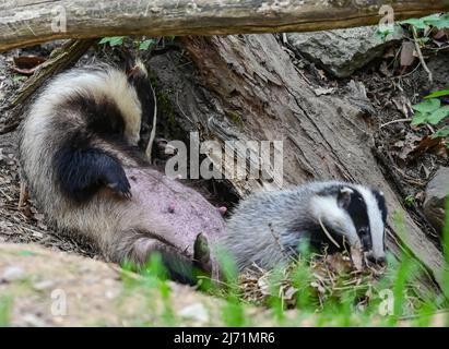 01 mai 2022, Brandebourg, Sieversdorf: Une femme mère du blaireau européen (Meles meles) est vue avec un cub à l'entrée du terrier. Le prédateur nocturne appartient à la famille des martres. Le blaireau vit principalement dans la forêt, où il construit ses vastes terriers principalement sur des pentes. Photo: Patrick Pleul/dpa/ZB Banque D'Images