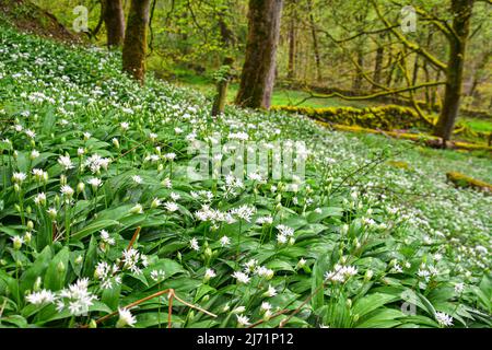 Ail sauvage, Crags d'Hardcastle, pont Hebden, West Yorkshire Banque D'Images