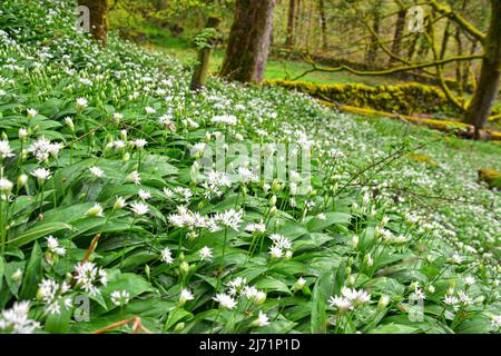 Ail sauvage, Crags d'Hardcastle, pont Hebden, West Yorkshire Banque D'Images