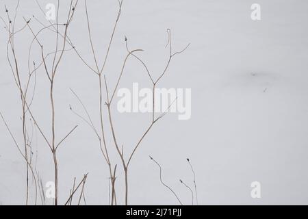 Végétation d'hiver avec plantes et fond de neige blanc. Banque D'Images