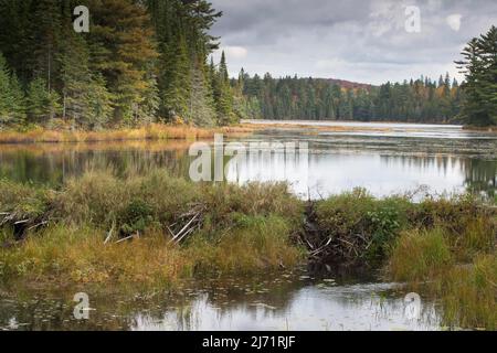 Biberdamm, Parc Algonquin, Kanada Banque D'Images