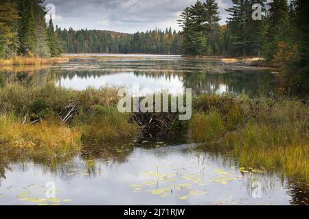 Biberdamm, Parc Algonquin, Kanada Banque D'Images