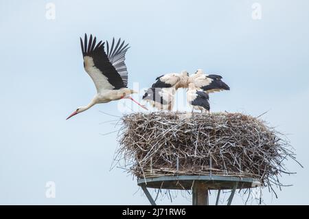 Weissstorch (Ciconia ciconia), Elternteil verlaesst Nest fuer die Nahrungssuche, Niedersachsen, Allemagne Banque D'Images