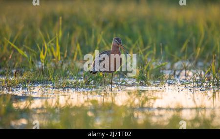 Uferschnepfe (Limosa limosa), Steht im Licht der Abendson im Wasser auf Feuchtwiese, Ochsenmoor, Niedersachsen, Allemagne Banque D'Images