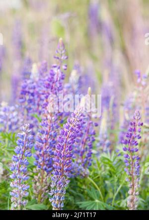 Vielblaettrige Lupin (Lupinus polyphyllus), grosseur Bestan dans le voller Blule, Nordrhein-Westfalen, Allemagne Banque D'Images