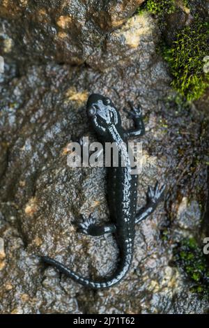 Salamandre alpin (Salamandra atra), sur pierre humide d'en haut, Hohenschwangau, Allgaeu, Bavière Banque D'Images