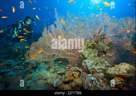 Tächerin blickt auf Korallenriff mit Fecherkoralle (annella mollis), Rotes Meer, Aqaba, Jordanien Banque D'Images