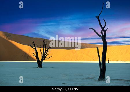 Kameldornbaume, auch Kameldorn oder Kameldornakazie (Acacia erioloba) als Silhouette im ersten Morgenlicht auf die Duenen, Namib Naukluft Banque D'Images