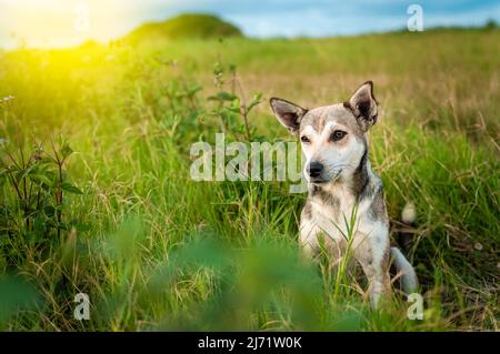 Un chien dans le champ, gros plan d'un chien dans le champ avec un espace de copie, gros plan d'un chien dans le champ en regardant la distance Banque D'Images