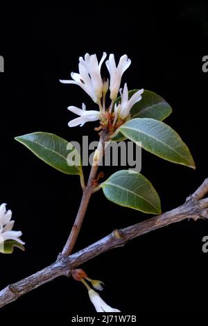 Duftbluete, Osmanthus burkwoodii, bluehend Banque D'Images