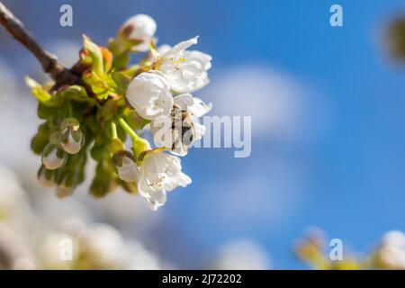 cerisiers en fleurs en fleur sur une branche avec des abeilles pollinisantes, jour ensoleillé de printemps avec ciel bleu, vue rapprochée Banque D'Images