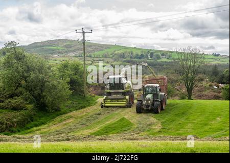 Drinagh, West Cork, Irlande. 5th mai 2022. Les agriculteurs bénéficient du meilleur temps ces derniers jours et réduisent le premier ensilage de l'année. L'entrepreneur Cyril Maguire utilise une moissonneuse Claas 950 pour recueillir l'ensilage pour le producteur laitier Victor Jennings cet après-midi. Crédit : AG News/Alay Live News. Banque D'Images