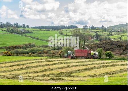 Drinagh, West Cork, Irlande. 5th mai 2022. Les agriculteurs bénéficient du meilleur temps ces derniers jours et réduisent le premier ensilage de l'année. L'entrepreneur Cyril Maguire utilise une moissonneuse Claas 950 pour recueillir l'ensilage pour le producteur laitier Victor Jennings cet après-midi. Crédit : AG News/Alay Live News. Banque D'Images