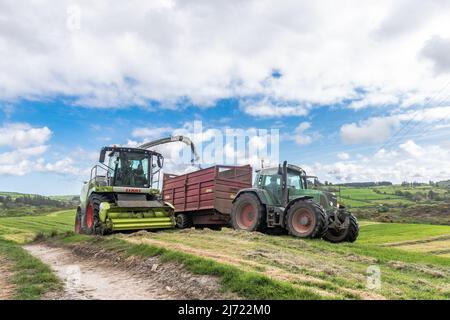 Drinagh, West Cork, Irlande. 5th mai 2022. Les agriculteurs bénéficient du meilleur temps ces derniers jours et réduisent le premier ensilage de l'année. L'entrepreneur Cyril Maguire utilise une moissonneuse Claas 950 pour recueillir l'ensilage pour le producteur laitier Victor Jennings cet après-midi. Crédit : AG News/Alay Live News. Banque D'Images