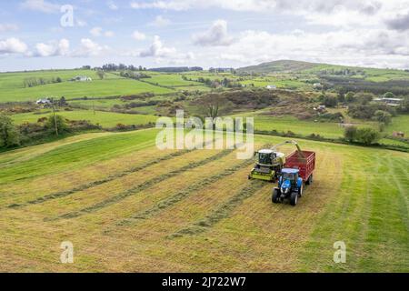 Drinagh, West Cork, Irlande. 5th mai 2022. Les agriculteurs bénéficient du meilleur temps ces derniers jours et réduisent le premier ensilage de l'année. L'entrepreneur Cyril Maguire utilise une moissonneuse Claas 950 pour recueillir l'ensilage pour le producteur laitier Victor Jennings cet après-midi. Crédit : AG News/Alay Live News. Banque D'Images