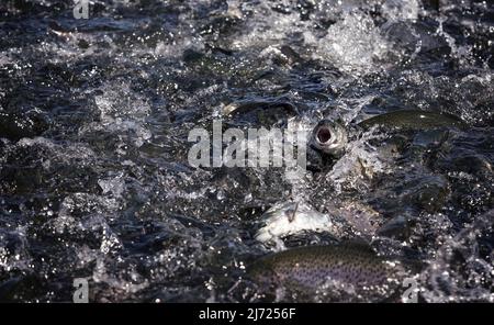 Groupe de truites arc-en-ciel à la ferme sur l'eau pendant l'alimentation - l'un d'eux avec la bouche large ouverte Banque D'Images