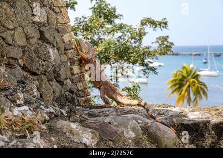 Iguana à fort-Saint-Louis, fort-de-France, Martinique, Antilles Françaises Banque D'Images