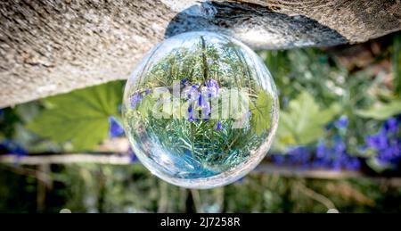 Forêt Bluebell à Clanfield dans le Hampshire, Angleterre Banque D'Images