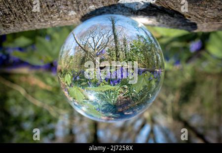 Forêt Bluebell à Clanfield dans le Hampshire, Angleterre Banque D'Images