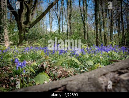 Forêt Bluebell à Clanfield dans le Hampshire, Angleterre Banque D'Images