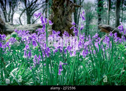 Forêt Bluebell à Clanfield dans le Hampshire, Angleterre Banque D'Images