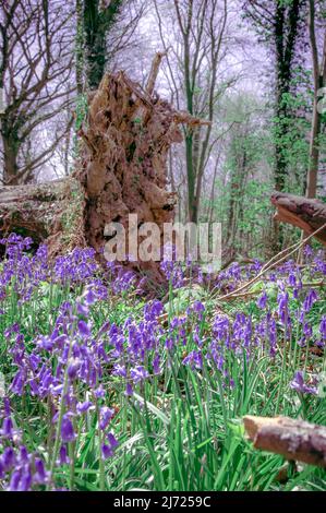 Forêt Bluebell à Clanfield dans le Hampshire, Angleterre Banque D'Images