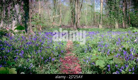 Forêt Bluebell à Clanfield dans le Hampshire, Angleterre Banque D'Images