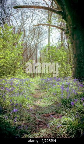 Forêt Bluebell à Clanfield dans le Hampshire, Angleterre Banque D'Images