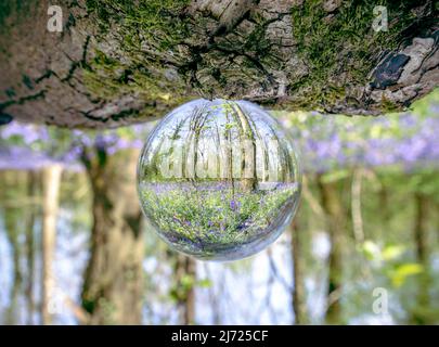 Forêt Bluebell à Clanfield dans le Hampshire, Angleterre Banque D'Images