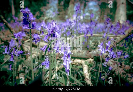 Forêt Bluebell à Clanfield dans le Hampshire, Angleterre Banque D'Images