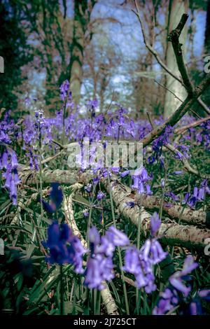 Forêt Bluebell à Clanfield dans le Hampshire, Angleterre Banque D'Images