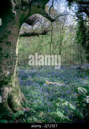 Forêt Bluebell à Clanfield dans le Hampshire, Angleterre Banque D'Images