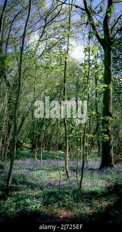 Forêt Bluebell à Clanfield dans le Hampshire, Angleterre Banque D'Images