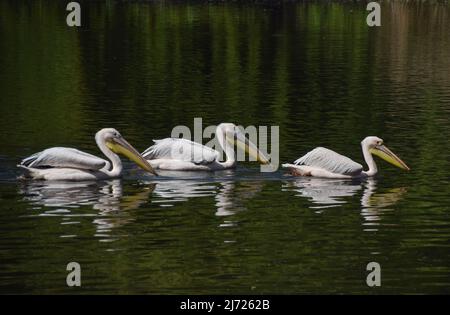 Londres, Royaume-Uni. 5th mai 2022. Les grands pélicans blancs du parc St. James's ont été libérés du confinement de la grippe aviaire. Les six pélicans résidents ont été gardés dans une zone isolée du parc depuis novembre pour les protéger de l'éclosion. Credit: Vuk Valcic/Alamy Live News Banque D'Images