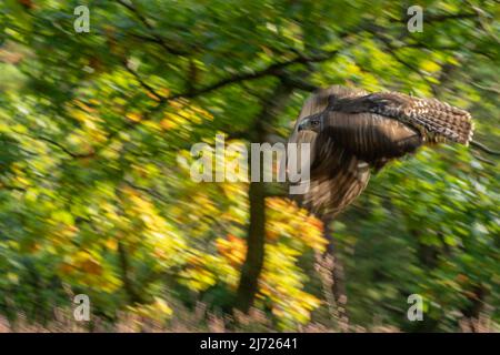 Photographie panoramique d'animaux de faucon à queue rouge sur fond d'une forêt d'automne verdoyante. Buteo jamaicensis Banque D'Images