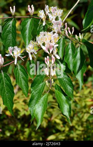 Amur Honeysuckle, Heckenkirschen, Chèvrefeuille de Maack, Lonicera maackii, koreai lonc, Hongrie, Europe Banque D'Images