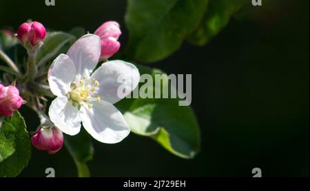 Fleur de pommier gros plan sur fond sombre Banque D'Images