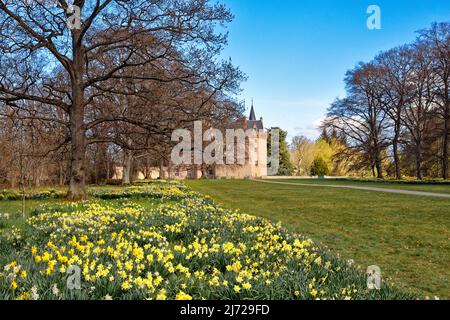 BRODIE CASTLE FORRES MORAY SCOTLAND CASTLE AU DÉBUT DU PRINTEMPS UNE MAGNIFIQUE VARIÉTÉ DE JONQUILLES ET D'ARBRES Banque D'Images