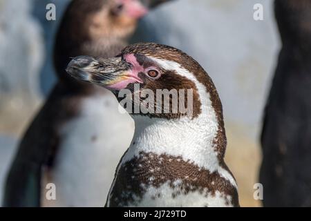 Pingouins Humboldt / pingouin péruvien (Spheniscus humboldti) originaire d'Amérique du Sud Banque D'Images