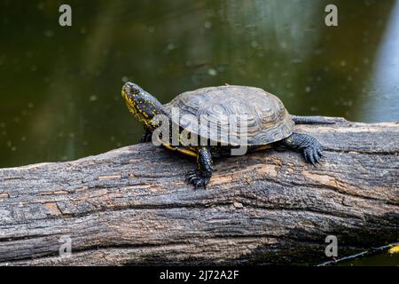 Tortue de l'étang européen / terrapin de l'étang européen / tortue de l'étang européen (Emys orbicularis / Testudo orbicularis) se prélassant au soleil sur l'arbre tombé trun Banque D'Images