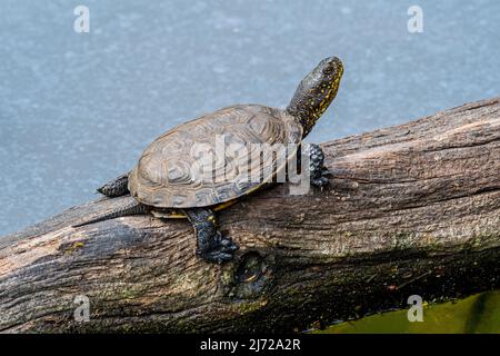 Tortue de l'étang européen / terrapin de l'étang européen / tortue de l'étang européen (Emys orbicularis / Testudo orbicularis) se prélassant au soleil sur l'arbre tombé trun Banque D'Images