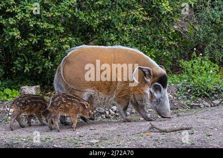 Porc de rivière rouge / porc de brousse (Potamochoerus porcus) femelle / truie fourrager avec des porcelets, originaire des forêts tropicales du Congo et de la Gambie Banque D'Images