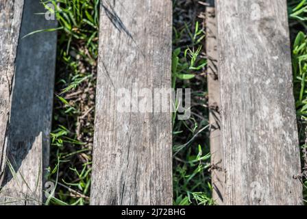 Planches en bois avec fond vert herbe concept et texture. Banque D'Images