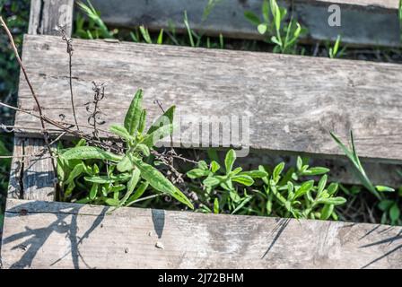 Planches en bois avec fond vert herbe concept et texture. Banque D'Images