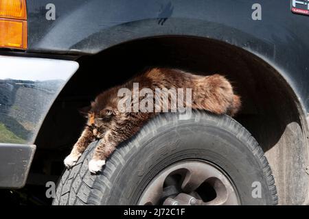 Chat calico aux cheveux longs avec pattes avant blanches dormant sur le dessus du pneu d'un camion au soleil. Banque D'Images