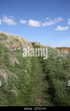 Boddin Farm, Boddin point, Montrose, Angus .Scotland, Royaume-Uni , DD10 9TD, chemin de falaise entre les Limekilns et Elephant Rock Banque D'Images