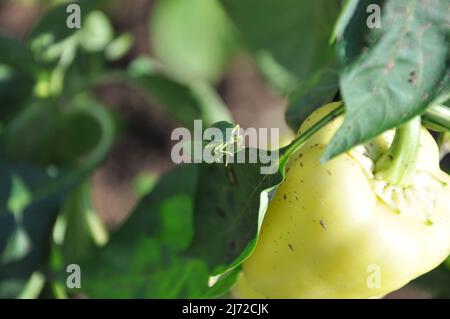 Le punaise vert ou le punaise vert marchant sur le punaise de cloche de la famille des Pentatomidae. Banque D'Images