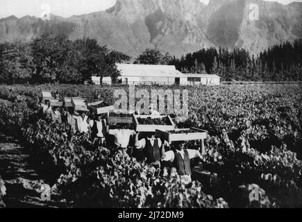 Le visage de l'Afrique du Sud - une grande partie des fruits pour lesquels l'Afrique du Sud est célèbre vient de la province du Cap, où les vallées fertiles, riches en vignobles et vergers, se trouvent paisiblement sous le soleil sous les montagnes. Les pêches, les abricots, les melons, les figues, les poires et les raisins sont cultivés ici et exportés frais, en conserve et séchés en grandes quantités. En 1939, plus de 82 000 tonnes de fruits frais à feuilles caduques et plus de 268 000 tonnes d'agrumes ont été exportées. La culture du raisin, introduite par les colons français Huguenot, a conduit à la production de vin en Afrique du Sud. 26 août 1948. Banque D'Images