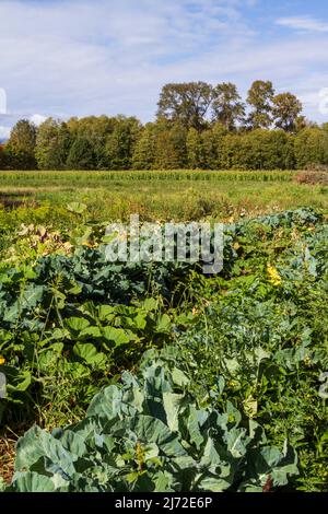 Rangées de cultures de la fin de l'été avec un champ de maïs et une ligne d'arbres à feuilles caduques au loin, sur une petite ferme rurale dans l'ouest de Washington, États-Unis. Banque D'Images